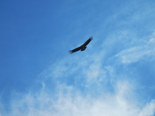 Colca Canyon (12) Condor