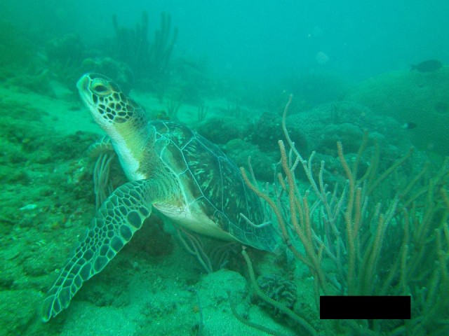 Taganga (8) Padi Open Water