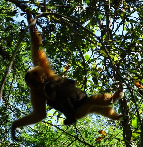 Gibbons