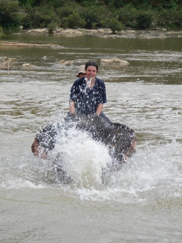 Olifant wassen