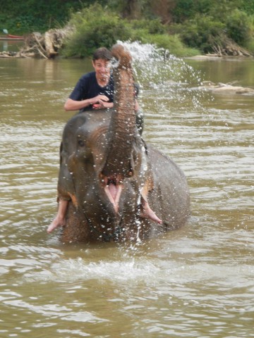 Olifant wassen