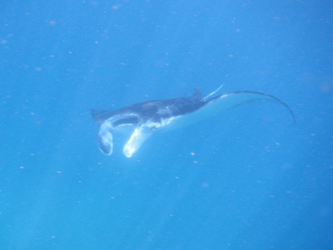 Manta ray