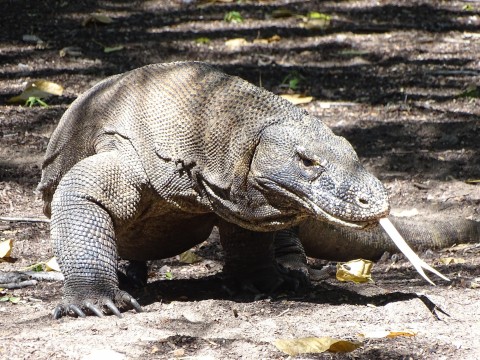 Komododragon